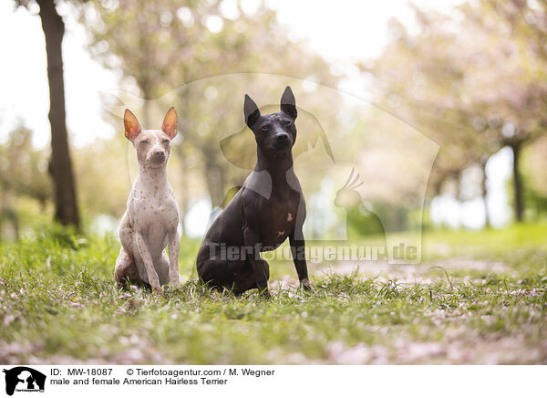 male and female American Hairless Terrier / MW-18087