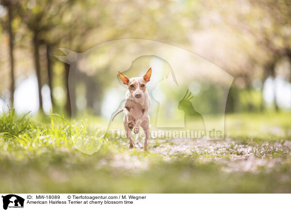 American Hairless Terrier at cherry blossom time / MW-18089