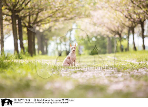 American Hairless Terrier at cherry blossom time / MW-18092