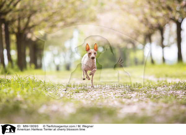 American Hairless Terrier at cherry blossom time / MW-18093