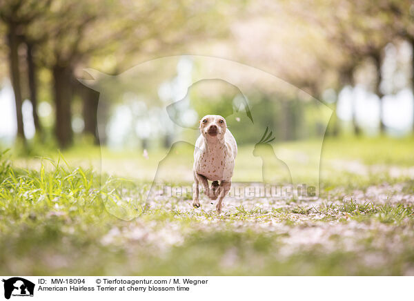 American Hairless Terrier at cherry blossom time / MW-18094