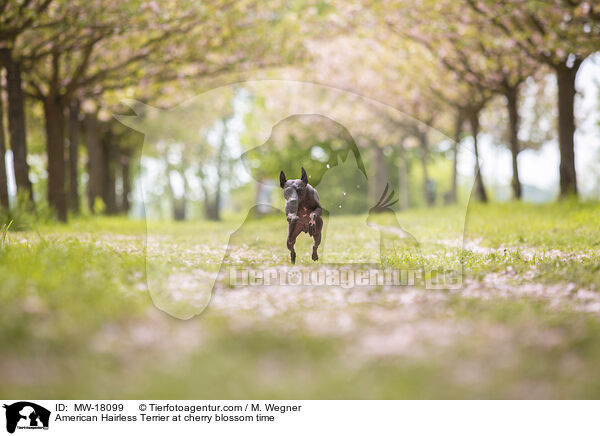 American Hairless Terrier at cherry blossom time / MW-18099