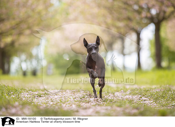 American Hairless Terrier at cherry blossom time / MW-18100