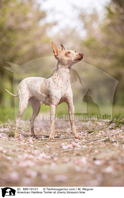 American Hairless Terrier at cherry blossom time / MW-18101