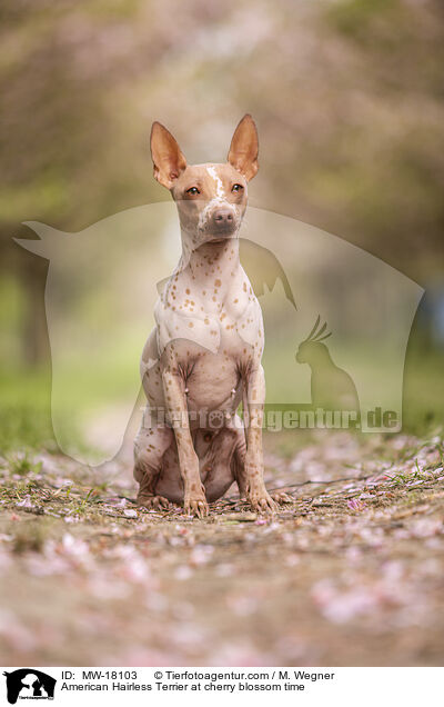 American Hairless Terrier at cherry blossom time / MW-18103