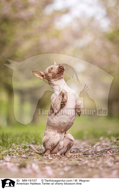 American Hairless Terrier at cherry blossom time / MW-18107