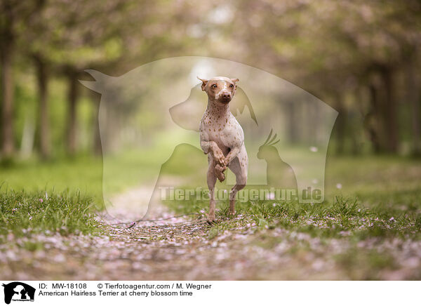 American Hairless Terrier at cherry blossom time / MW-18108
