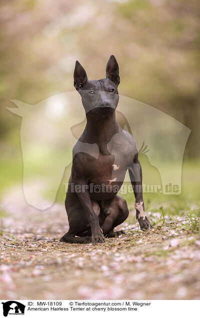 American Hairless Terrier at cherry blossom time / MW-18109