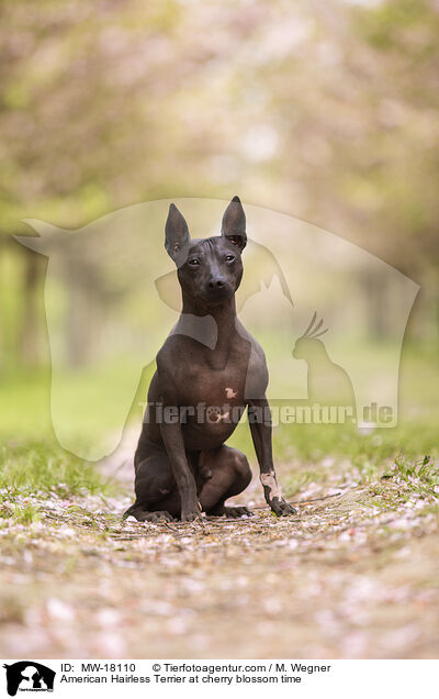 American Hairless Terrier at cherry blossom time / MW-18110
