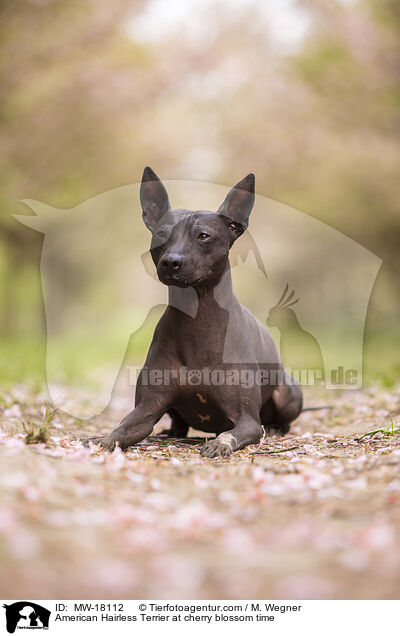 American Hairless Terrier at cherry blossom time / MW-18112