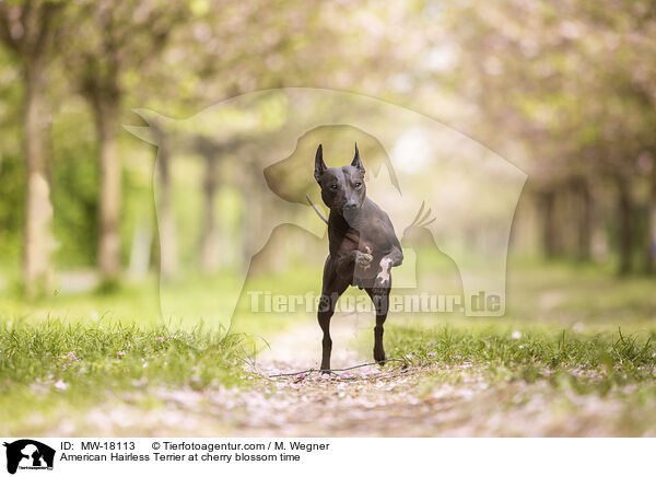 American Hairless Terrier at cherry blossom time / MW-18113