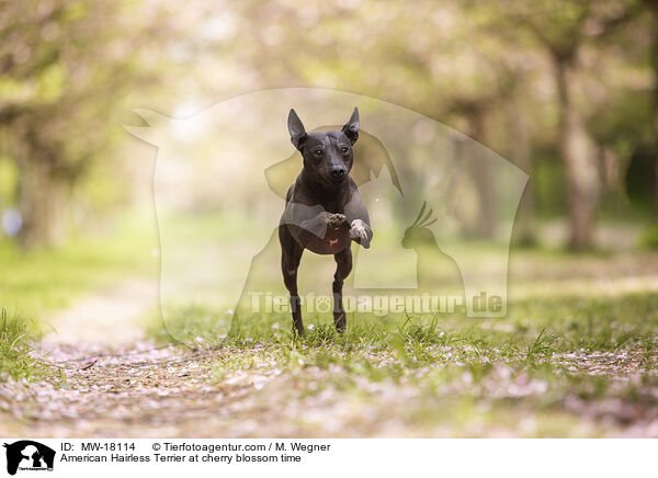 American Hairless Terrier at cherry blossom time / MW-18114