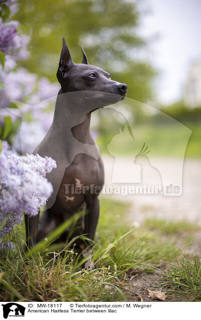 American Hairless Terrier between lilac / MW-18117