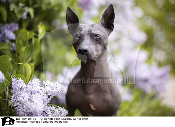 American Hairless Terrier between lilac / MW-18118