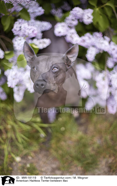 American Hairless Terrier between lilac / MW-18119