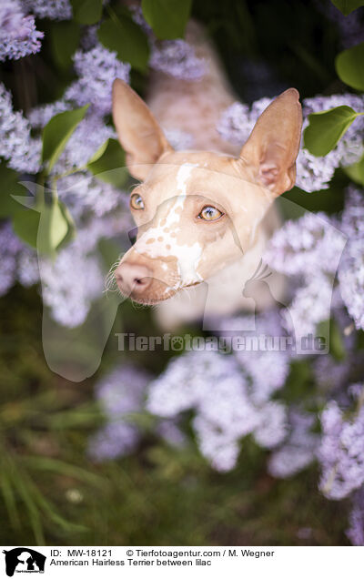American Hairless Terrier between lilac / MW-18121
