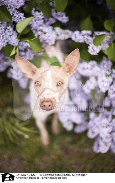 American Hairless Terrier between lilac / MW-18122