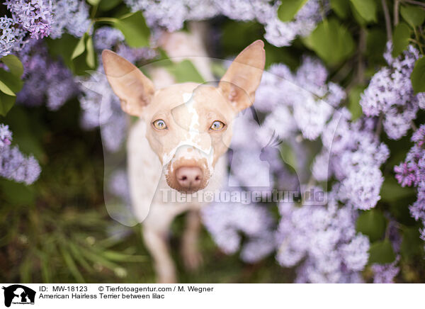 American Hairless Terrier between lilac / MW-18123