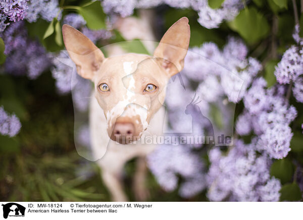 American Hairless Terrier between lilac / MW-18124