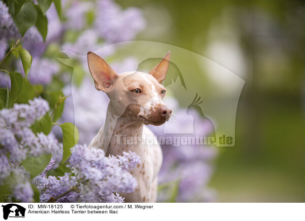 American Hairless Terrier between lilac / MW-18125