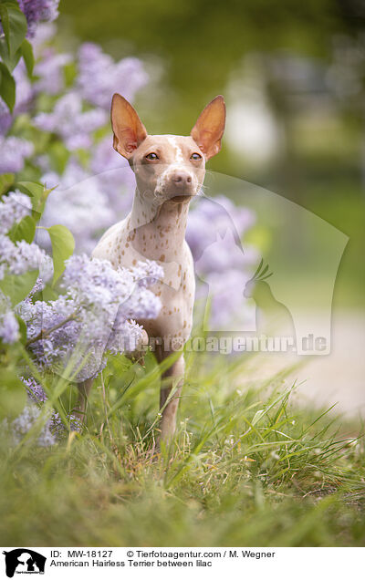 American Hairless Terrier between lilac / MW-18127