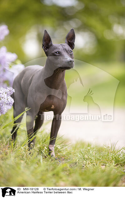 American Hairless Terrier between lilac / MW-18128