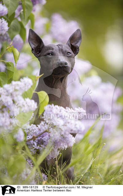 American Hairless Terrier between lilac / MW-18129
