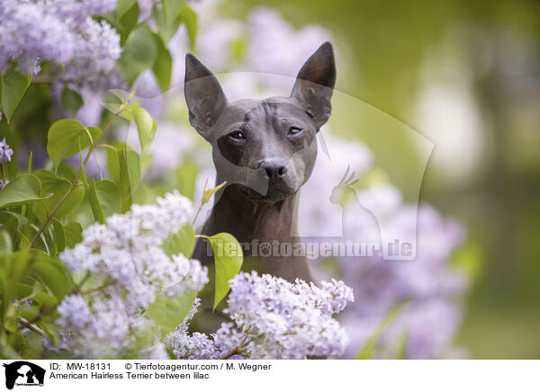 American Hairless Terrier between lilac / MW-18131