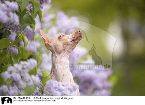 American Hairless Terrier between lilac / MW-18133