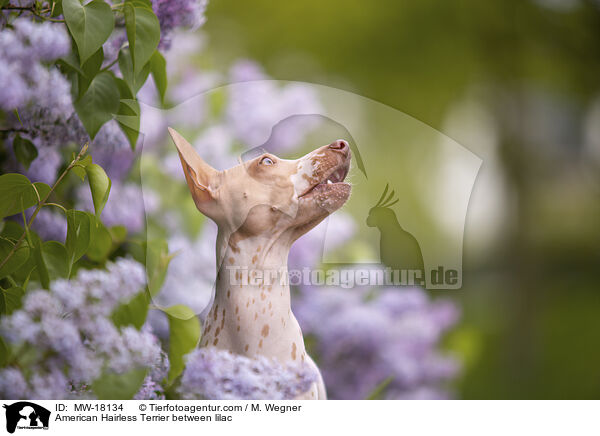 American Hairless Terrier between lilac / MW-18134