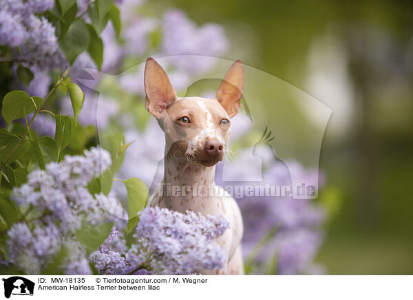 American Hairless Terrier between lilac / MW-18135