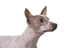 American Hairless Terrier Portrait