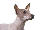 American Hairless Terrier Portrait
