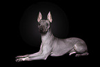 male American Hairless Terrier in front of black background