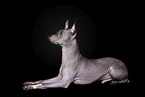 male American Hairless Terrier in front of black background