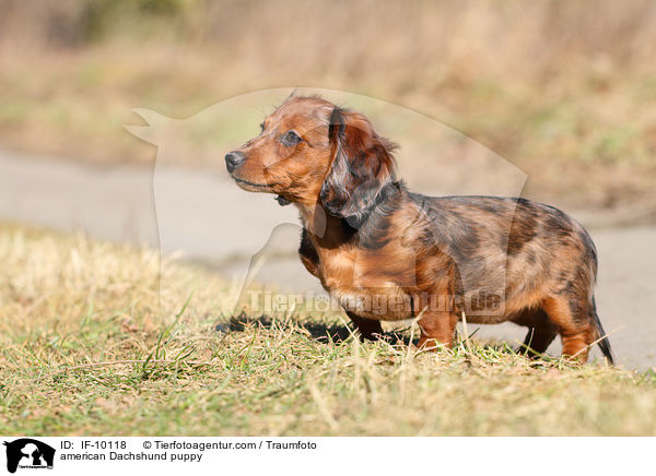 american Dachshund puppy / IF-10118