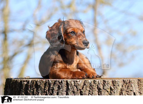 american Dachshund puppy / IF-10122