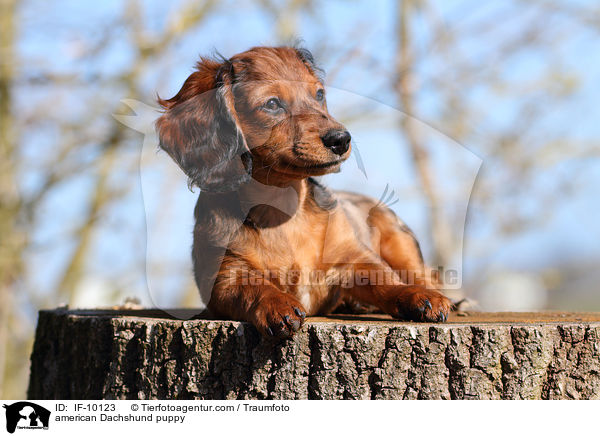 american Dachshund puppy / IF-10123
