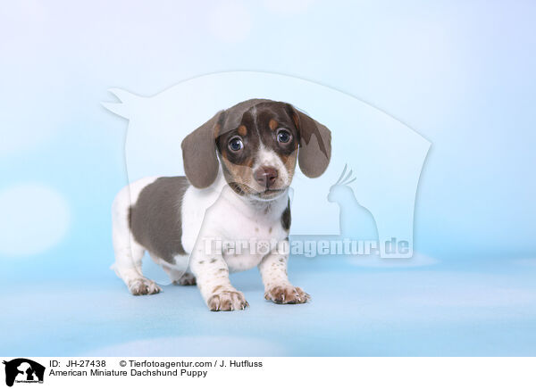 American Miniature Dachshund Puppy / JH-27438