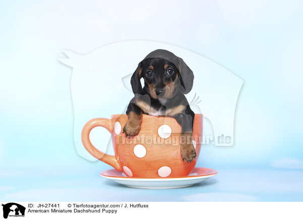 American Miniature Dachshund Puppy / JH-27441