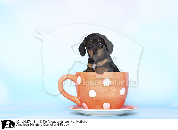 American Miniature Dachshund Puppy / JH-27443