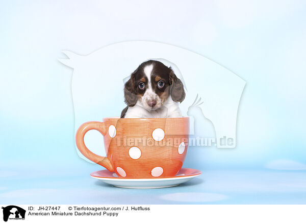 American Miniature Dachshund Puppy / JH-27447