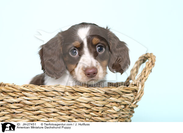American Miniature Dachshund Puppy / JH-27451