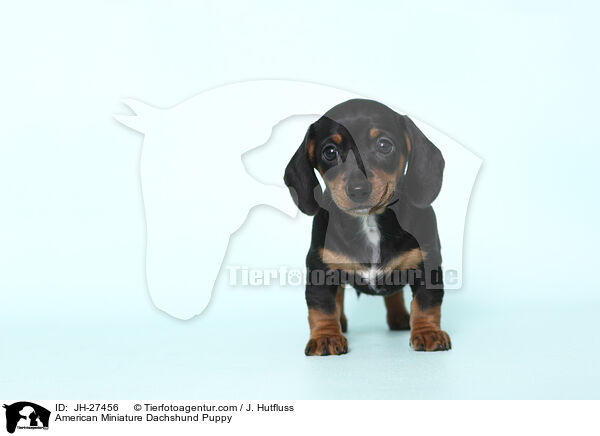 American Miniature Dachshund Puppy / JH-27456