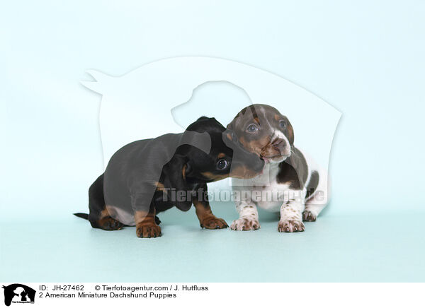 2 American Miniature Dachshund Puppies / JH-27462
