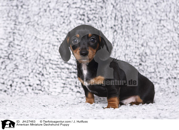 American Miniature Dachshund Puppy / JH-27463