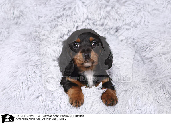 American Miniature Dachshund Puppy / JH-27464