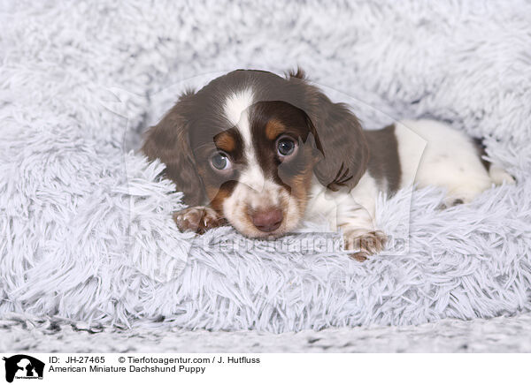 American Miniature Dachshund Puppy / JH-27465