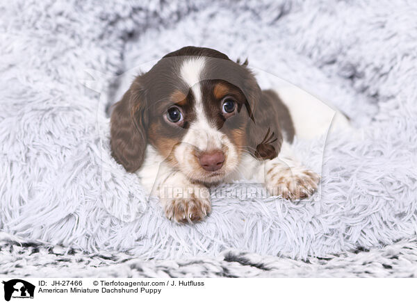 American Miniature Dachshund Puppy / JH-27466