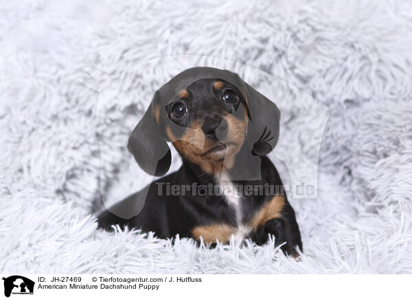 American Miniature Dachshund Puppy / JH-27469